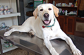 Dog on Vet Table - Dog Care